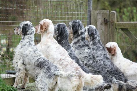 English Setter Uk Redhara Setters Rebecca Goutorbe Show Dogs
