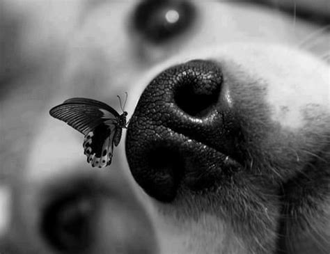 Butterflies Are Always Around My Dogs Animals Dogs