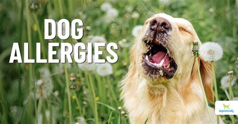 What Are Allergy Symptoms In Dogs