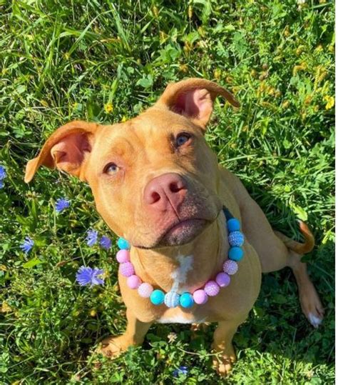 Top 11 Cutest Red Nose Pit Bulls Endless Awesome