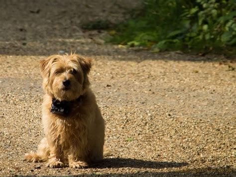 Royalty Free Image Caramel Long Haired Terrier Waiting On The