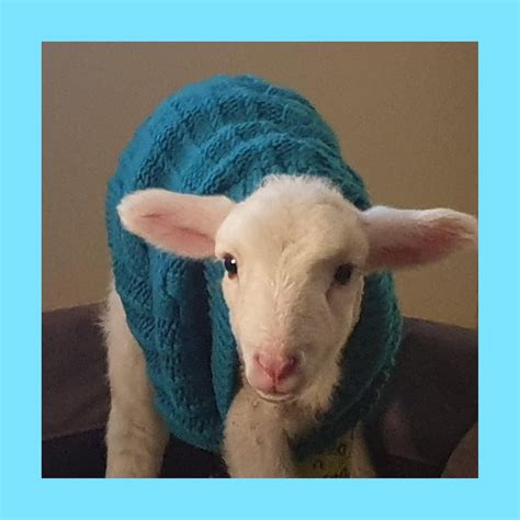 Pin By Pjuergy On Sheep Lamb Goat Ewe Sheep And Lamb Sheep Lamb