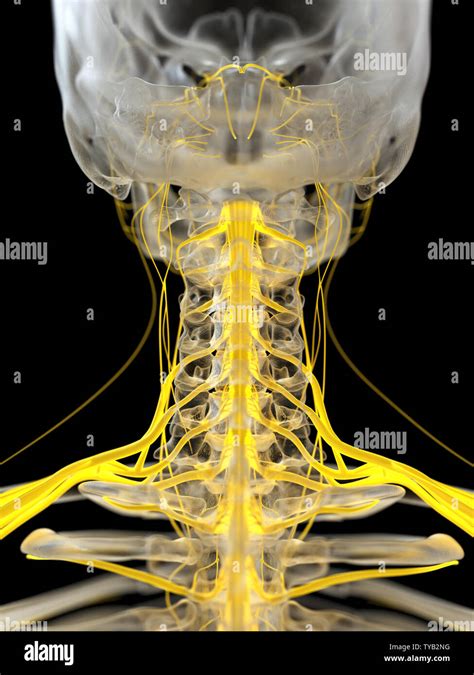 3d Rendered Medically Accurate Illustration Of The Cervical Nerves