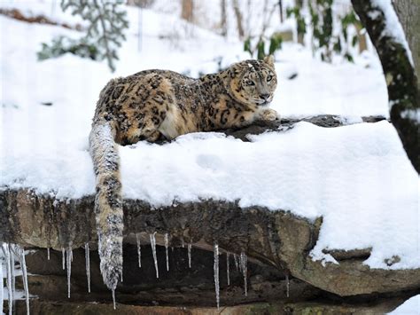 18 Stunning Photos Of Rare Snow Leopards
