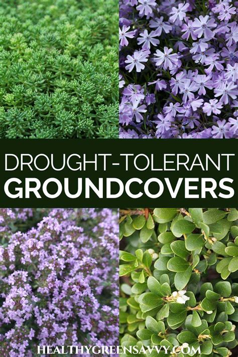 Ground Cover Drought Tolerant Drought Tolerant Plants California