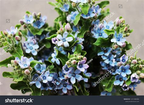 Oxypetalum Blue Flowers Stock Photo Edit Now