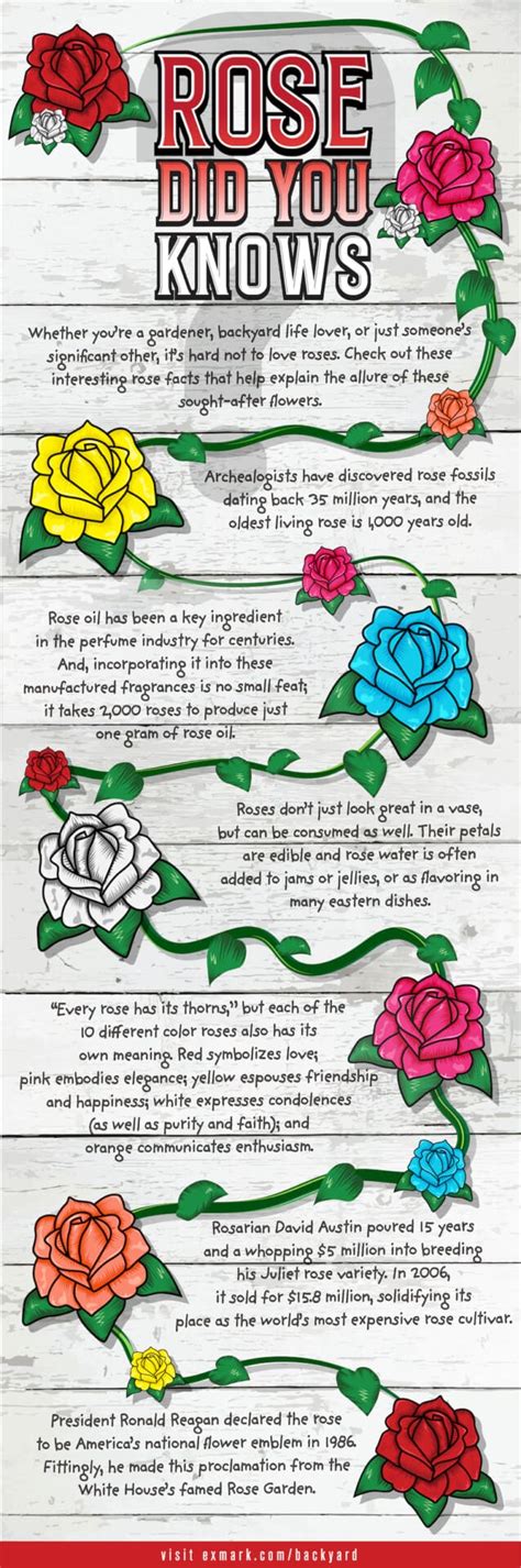 Rose Fun Facts Exmarks Backyard Life
