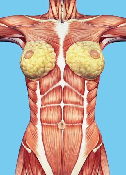 Extending across the anterior surface of the body from the superior border of the pelvis to the inferior border of the ribcage are the muscles of the abdominal wall, including the transverse and rectus abdominis and the internal and external obliques. Stretched abdominal muscles | Anatomy, Muscle anatomy ...