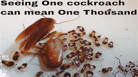 german cockroach get them before they get you youtube