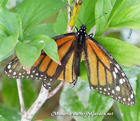Raising Hope For The 2017 Monarch Migration Raise The Migration 5 Monarch Butterfly Life
