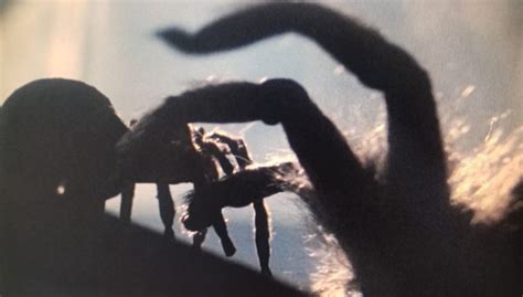 Contact us for pest control services in memphis, tn. Arachnophobia - Phoenix Pest Control
