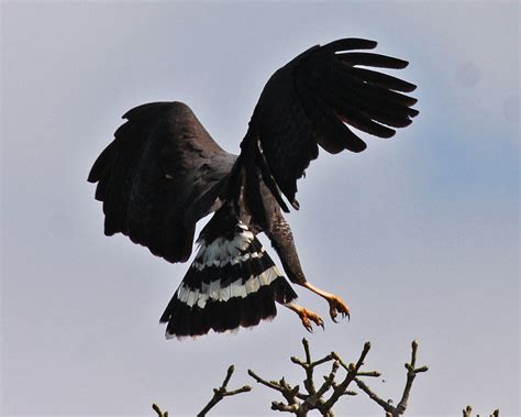 Veracruz Hawkwatch The Magnificent Great Black Hawk Buteo Urubitinga