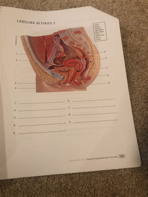 the female reproductive system worksheet