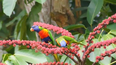 Merrymade Cards And Crafts Rainbow Lorikeets In The