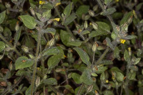 Plant Of The Month Slimy Monkey Flower