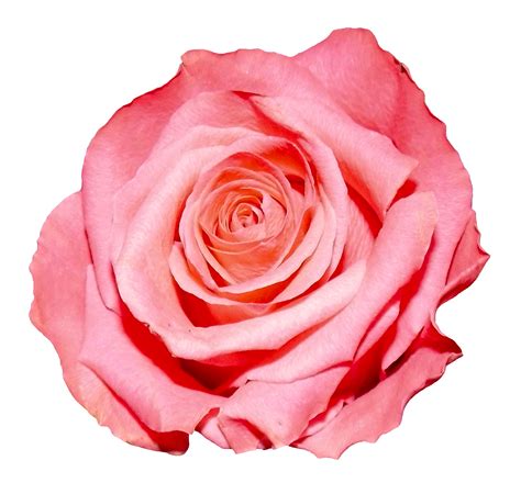 Download Rose Png Image For Free