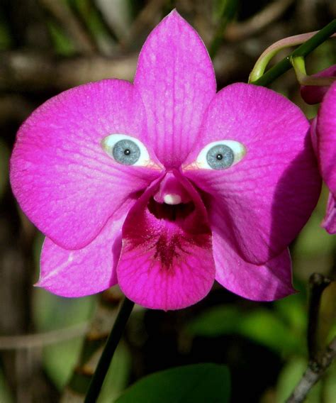 Some Orchids Are Very Unusual Wonderful Flowers Strange Flowers