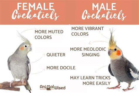 Differences Between A Male And Female Cockatiel Which Is Better For You