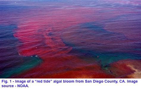 Red Tide Still Affecting Many Southwest Florida Beaches H Michael