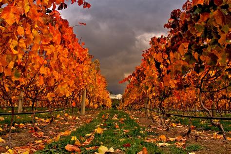 Free Autumn Vineyard Stock Photo