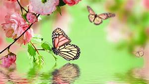 selection, of, the, most, beautiful, butterfly, wallpaper