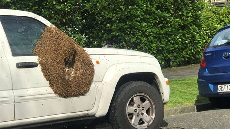Swarm Of 30000 Bees Takes Over The Side Of A Car In Central Auckland