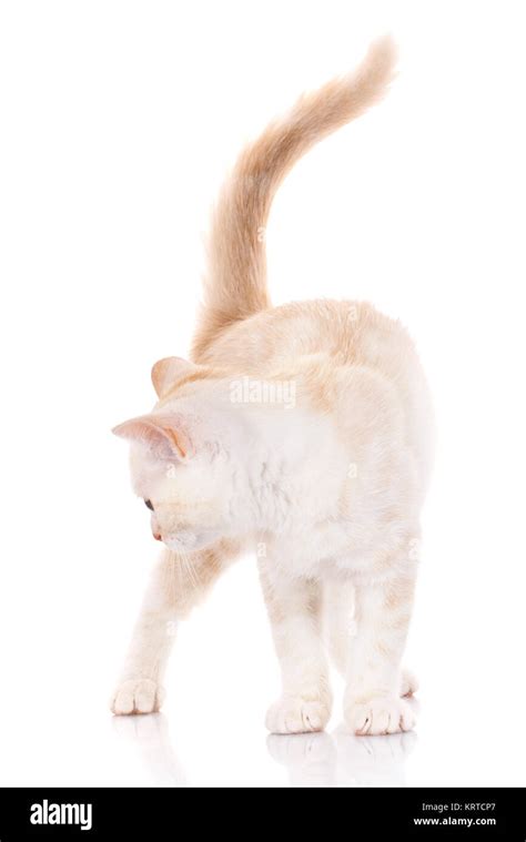 Portrait Cat Scottish Straight Stock Photo Alamy