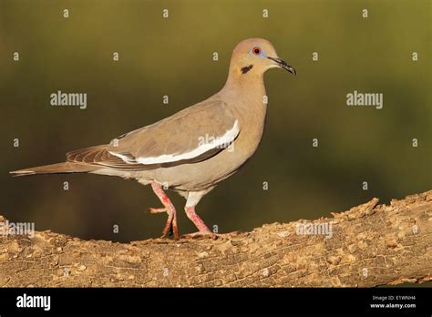 White Winged Dove In Tree Hi Res Stock Photography And Images Alamy