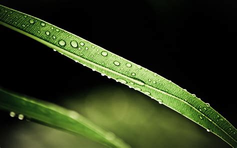 Green Plant Leaves Water Drops Hd Wallpaper Wallpaper Flare