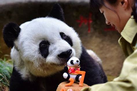 China World S Oldest Giant Panda Dies In Captivity