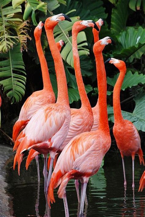 Pink Flamingo Flock Flickr Photo Sharing Flamingo Beautiful