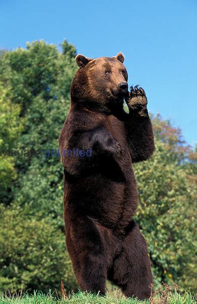 Brown Bear Ursus Arctos Standing On Hind Legs Visuals Unlimited