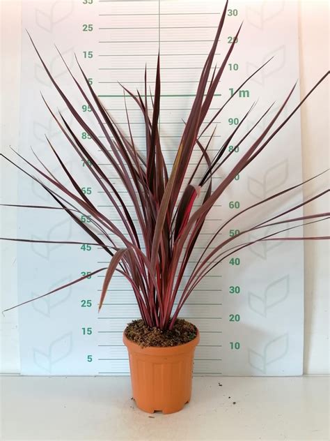 White flowers emerge in spring. Cordyline banksii "Electric Pink" 6L 50/60
