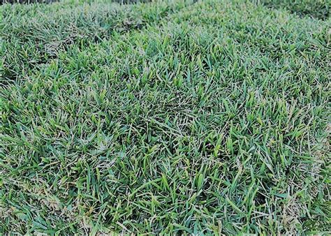 Bermuda grass is a lush, green grass that's popular in hotter climates. Southern Sod Supply | Central Mississippi Landscape Materials