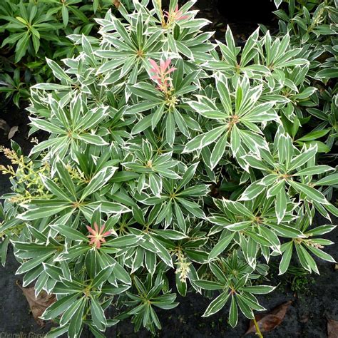 Buy Pieris Japonica Flaming Silver Variegated Pieris Plants 5 Litre