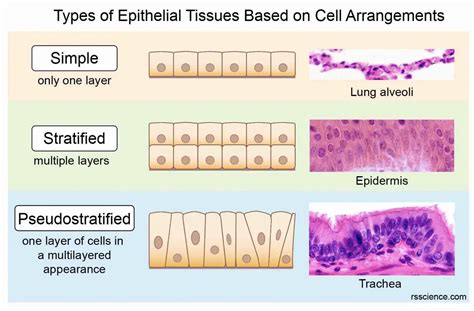 Classification And Types Of Epithelial Tissues Rs Science