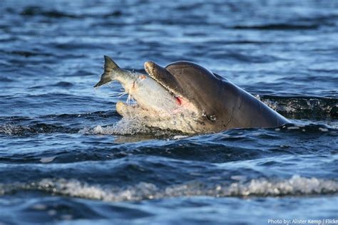 The foods available to a dolphin vary with its methods of collecting and eating food. Interesting facts about bottlenose dolphins | Just Fun Facts