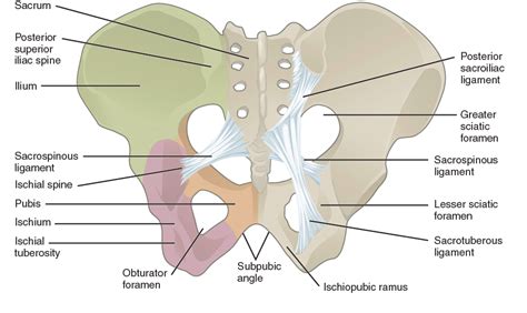 Guest Feature Pelvic Girdle Pain In Pregnancy Spear Physical