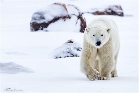 The Thrill Of Canadas Only Polar Bear Walking Photo Safari