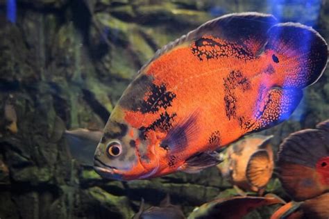 A mix of different types of. The Complete Oscar Fish Care Guide: Types, Diet, Tank ...