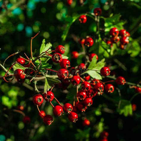 Hawthorn Bush Tree With Bright Red Berries Stock Image Image Of