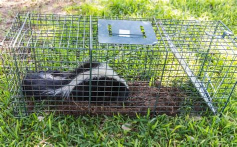 4 Easy Ways To Get Rid Of Skunks Under Your Shed My Backyard Life