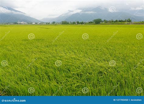 The Rice Fields In Taiwan Stock Photo Image Of Township 127705450