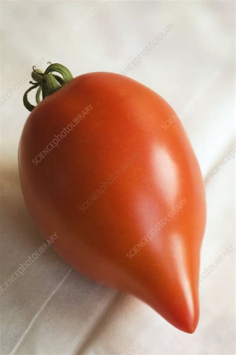 Tomato Solanum Lycopersicon Stock Image C0047576 Science Photo