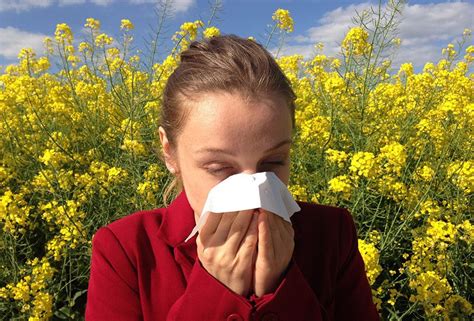 Some research shows that acupuncture can help with the management of the symptoms of hay fever. Simple Acupressure for Hay Fever - American School of ...