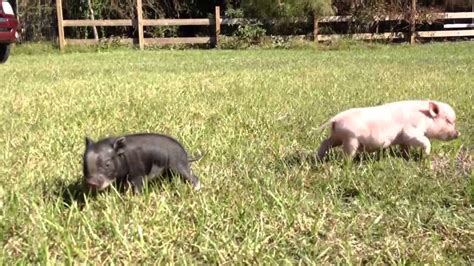 Adorable Tiny Mama Pig With Her Micro Piglets Youtube