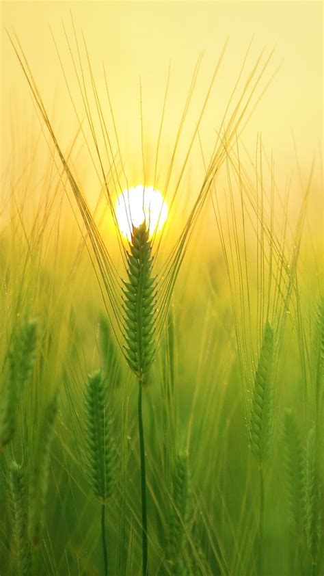 Barley Field 4k Hd Nature Wallpapers Photos And Pictures Id22966