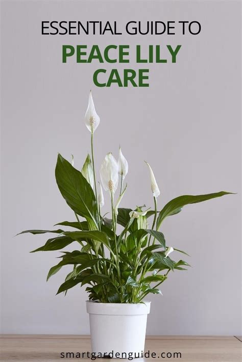 How To Care For A Peace Lily Indoors My Top Tips Smart Garden Guide