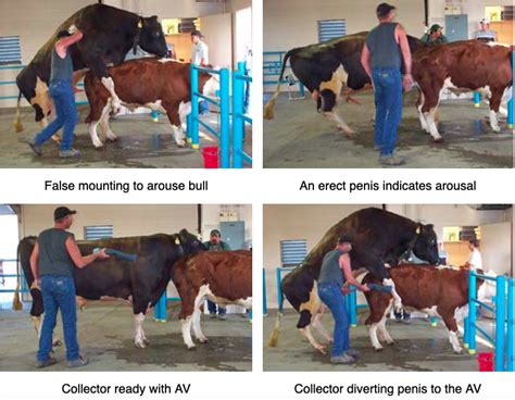 Methods How Do Bull Semen Companies Get The Semen Out Of The Bulls
