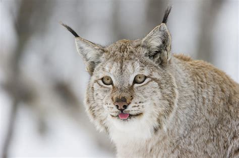 Lynx is a text browser for the world wide web. Eurasian Lynx In Winter, Norway Photograph by Roger Eritja
